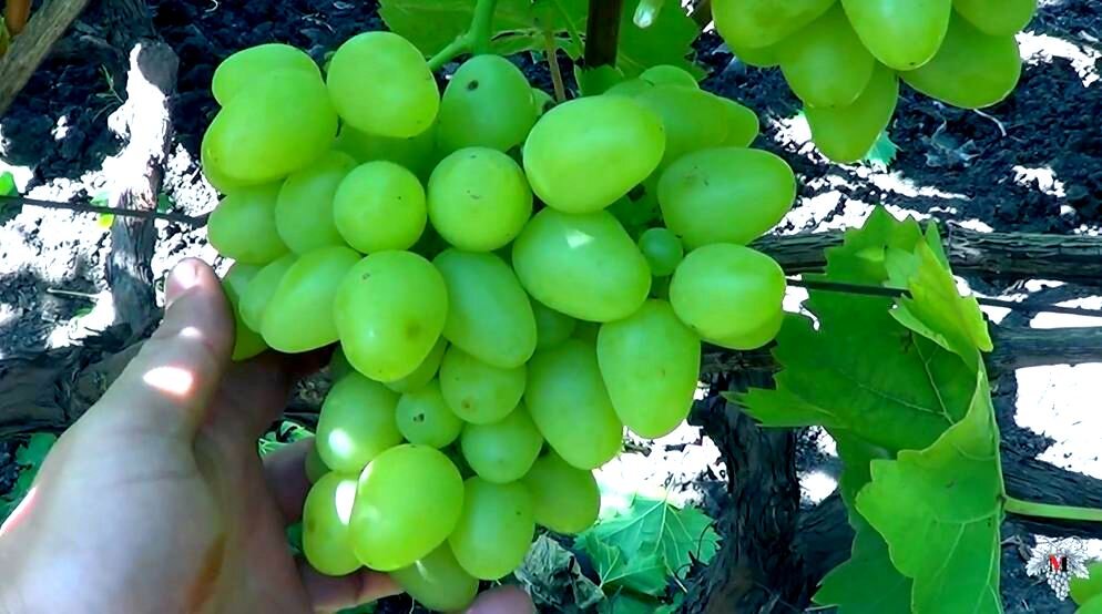 Виноград "Аркадия"  