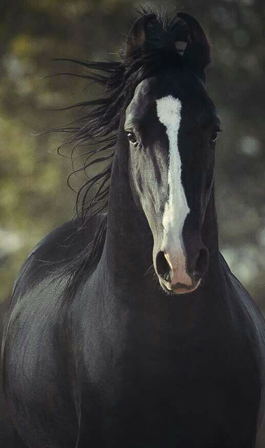 Давайте подробно разберем вороную масть!