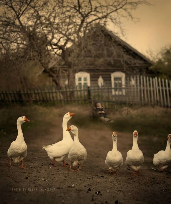 Фото взято из Яндекс ( картинки)