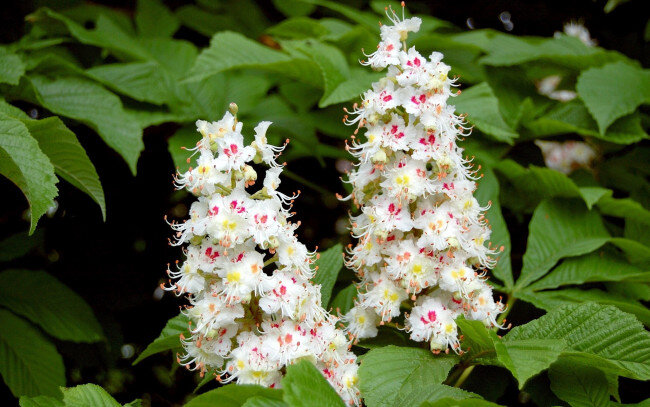 Цветущий каштан