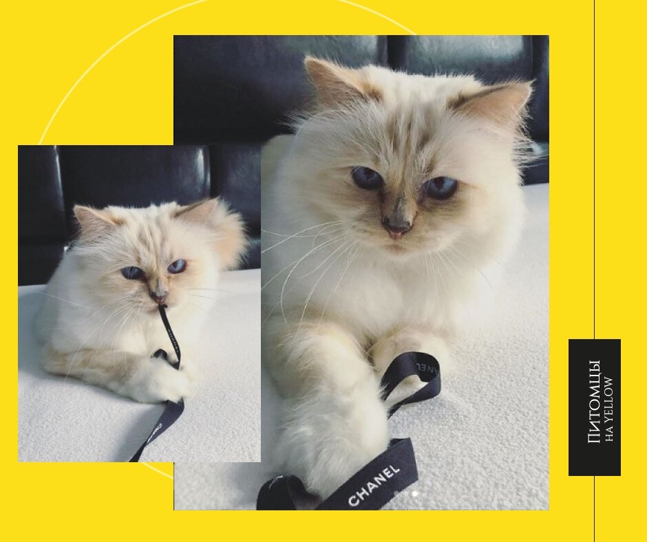 Кошка Шупетт и лента Chanel / коллаж автора