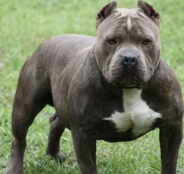 Гав-гав-гав