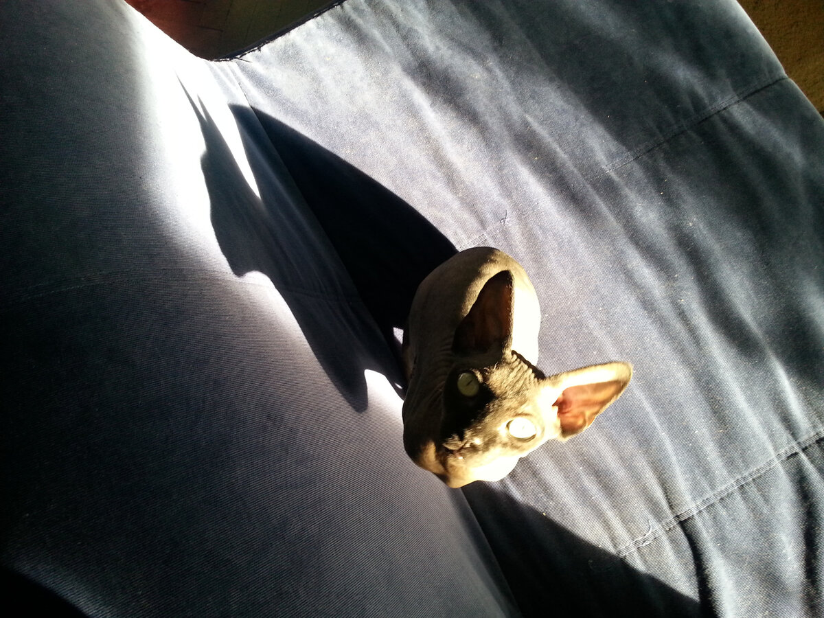 Кот Тема в образе летучей мыши