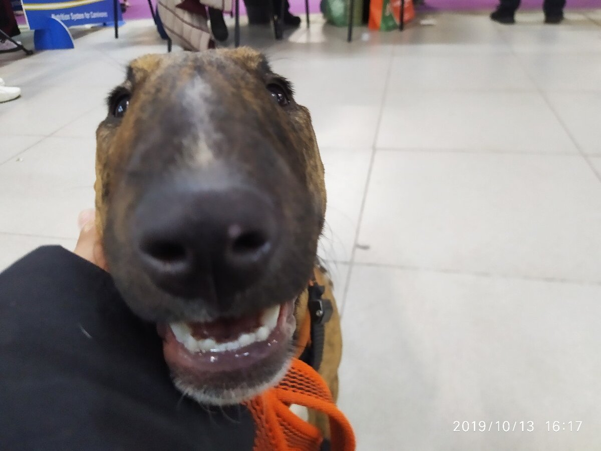 (Гренка "на работе" - посещает выставку )