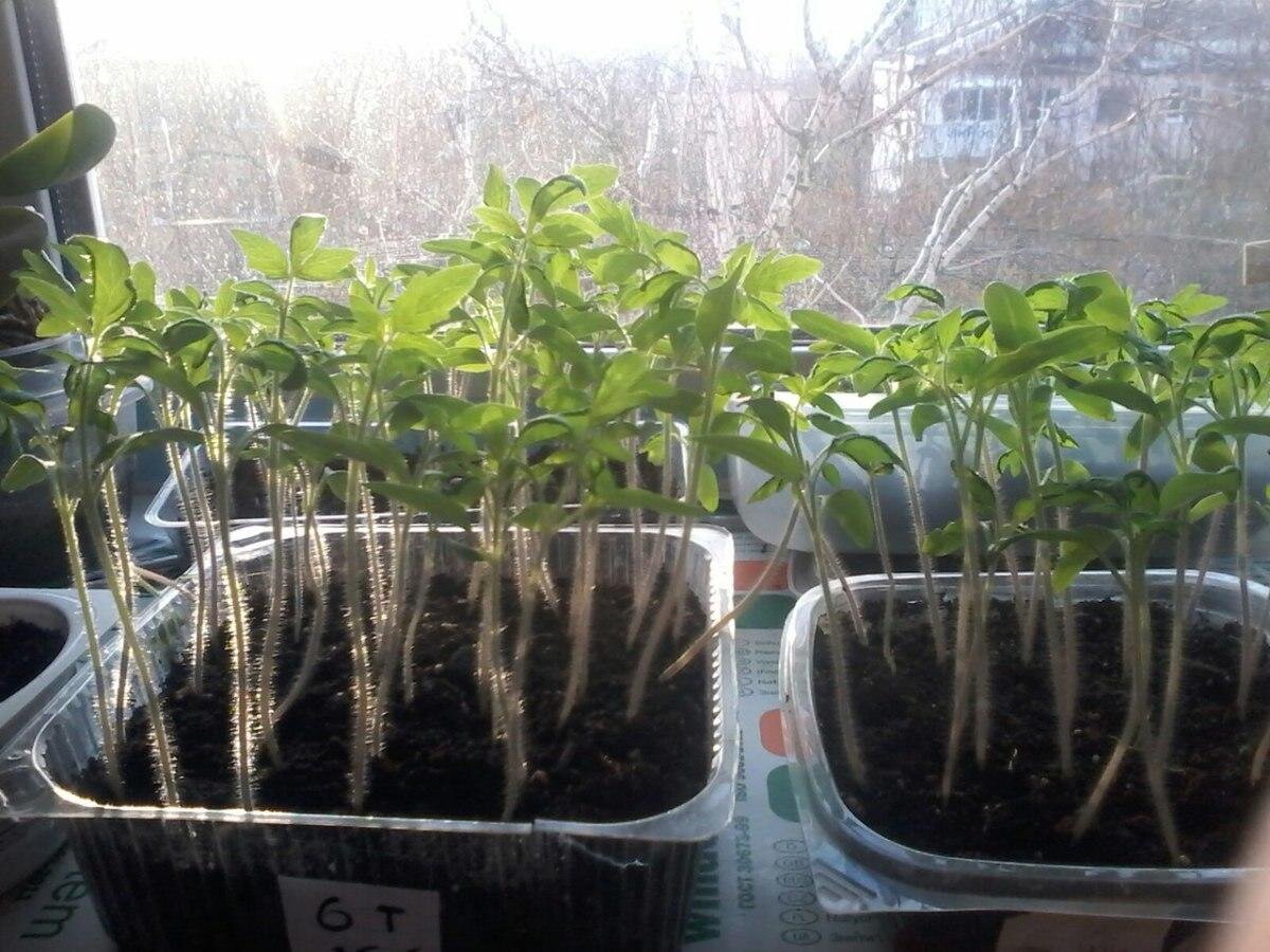 Густые посадки