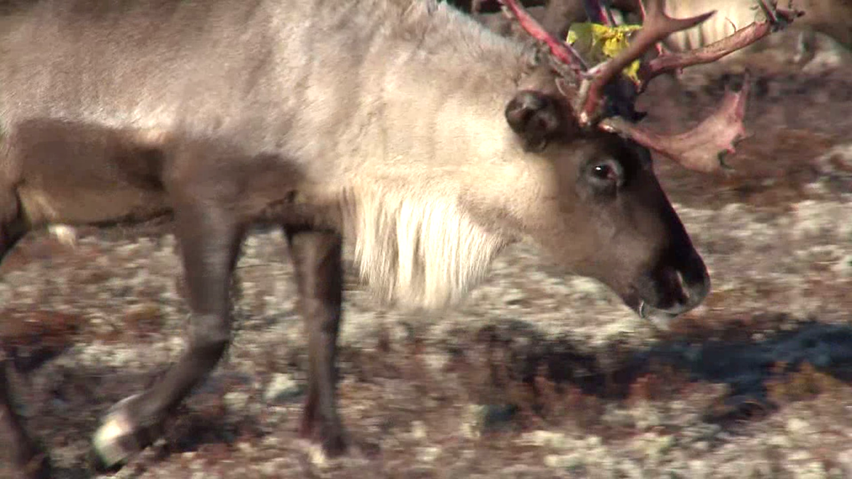 Олень - гордое животное
