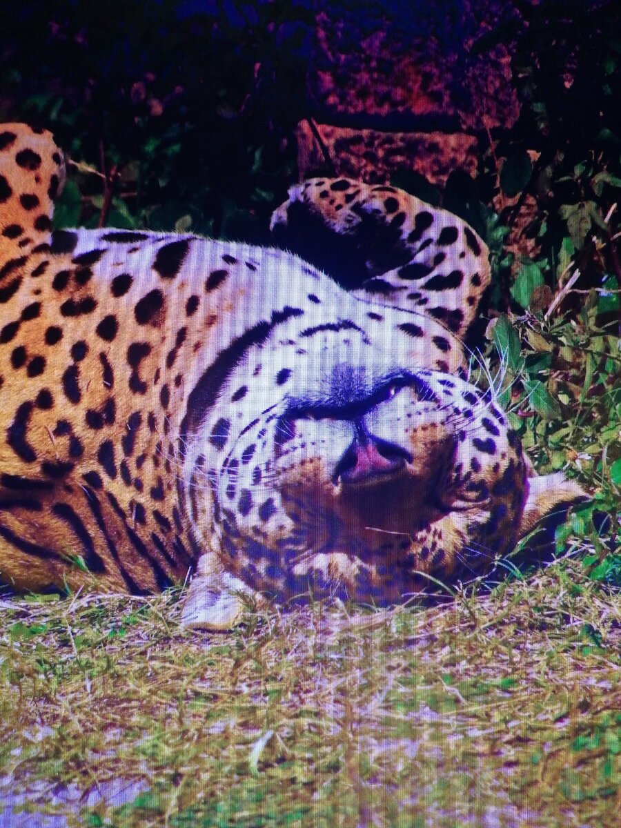 Ягуар