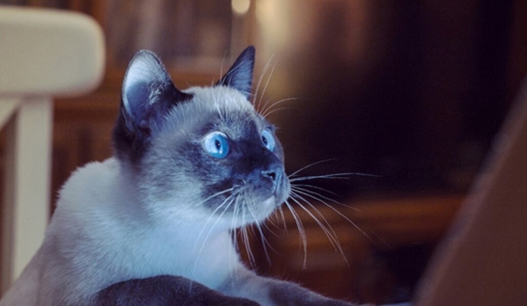 Немного умных котов =)