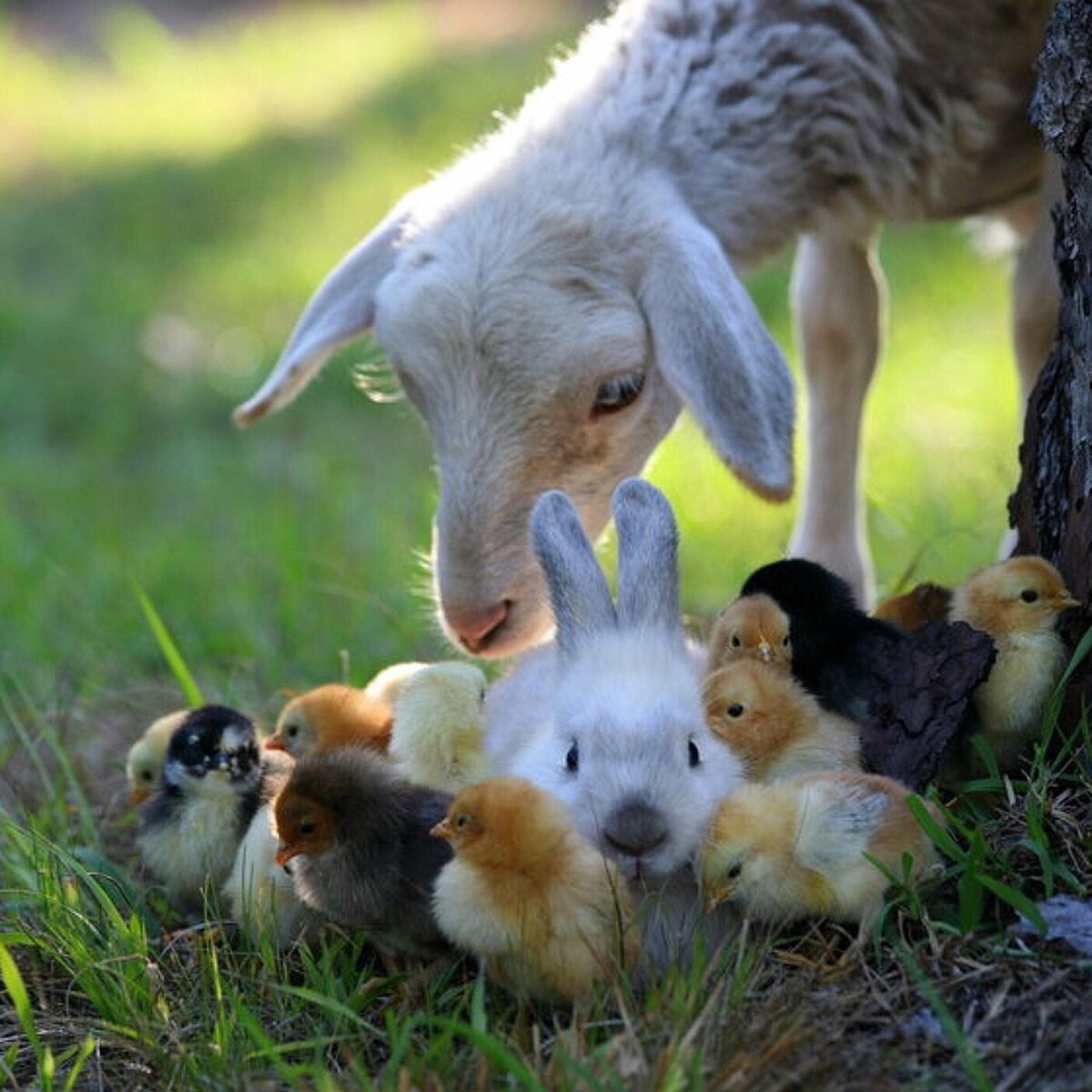 В бесплатной доступности