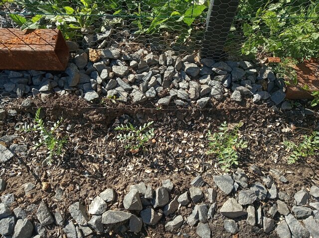 Фото: Романа Образцова. Нут. Пока без сетки, может просто ниточки натяну.