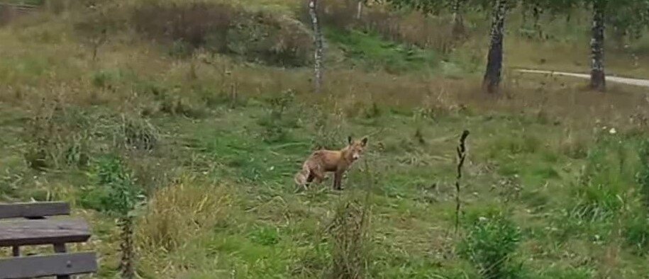 Лиса в Московском парке. Фото автора.