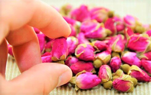 молодые бутоны Чайной Розы