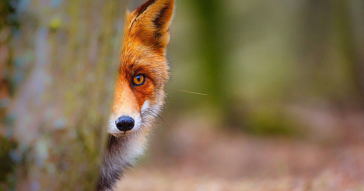 Фото: Pim Leijen / Shutterstock.com.