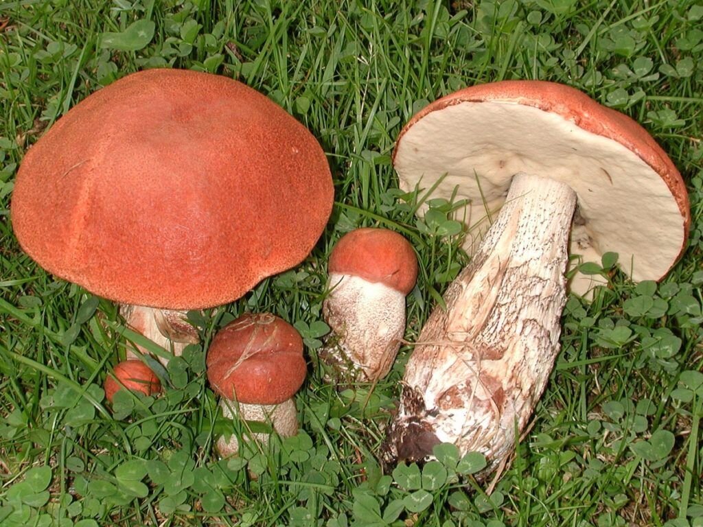 Подосиновик красный или красноголовый подосиновик (лат. Leccinum aurantiacum)