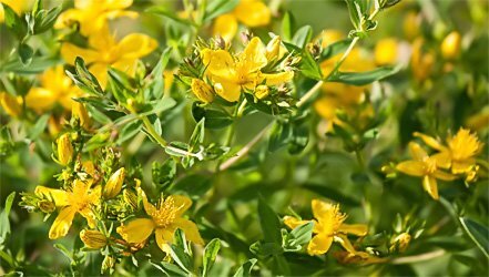 Зверобой продырявленный (лат. Hypericum perforatum)
