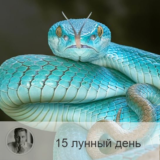 Подписывайтесь на наш канал, друзья!
15-ый лунный день с 18:30 1-ого по 18:40 2-ого. 🔆 Время разгула сил зла.
🐍 Символ дня – змей, шакал.
🎂 Люди, рождённые в этот лунный день, несут очень тяжелую карму. Часто учеба дается им с трудом. Они, как правило, не могут бороться с собой и поддаются всяческим соблазнам, растрачивая свою энергию впустую.
💍 Камень – агат.
🌚 Достаточно негативный, во время которого велики шансы поддаться соблазнам и совершить какую-нибудь глупость. Самоконтроль в эти лунные сутки ослаблен, зато инстинкты очень сильны. Постарайтесь справиться с эмоциями и заняться укреплением самодисциплины. Нельзя предпринимать ничего важного, влияющего на судьбу. От шопинга также лучше воздержаться.
✅ Рекомендуемые практики: аскеза, преодоление искушений.
В этот день надо практиковать аскезу, побеждать свою плоть, есть постную пищу, но она должна быть горячей и острой. Аскеза – это отказ от всех искушений, в том числе и в пище, что способствует неуязвимости перед силами зла, создает человеку защиту. Пища должна быть простой, горячей и острой. Так же в этот день особо рекомендуется помолиться за врага, так как после полнолуния есть возможность обрести защиту и улучшить отношения с людьми, которые создают в вашей жизни напряжение и негатив.
💊Очень полезно поголодать или посидеть на диете, так как в это время ослаблена поджелудочная железа и печень. Любые формы воздержания принесут пользу.
❌Запрещено: ссоры.
Нельзя есть капусту, чеснок, яблоки, так как эти продукты плохо усваиваются в этот лунный день.
⭕️Уязвимые органы: поджелудочная железа.
Нарушение рекомендаций дня может привести к боли в желудке, в худшем случае к гастриту и язве. В это время хорошо употреблять продукты, чистящие поджелудочную железу.
💤Сны этих лунных суток — вещие, в которых ваши проблемы могут предстать в символическом виде, а по ходу сна будет дана подсказка, как справиться с ними.

—————
📖 Посмотреть отзывы 👉 numeromagic.ru/reviews
🧞‍♂Помощник по услугам 👉 numeromagic.ru/uslugi