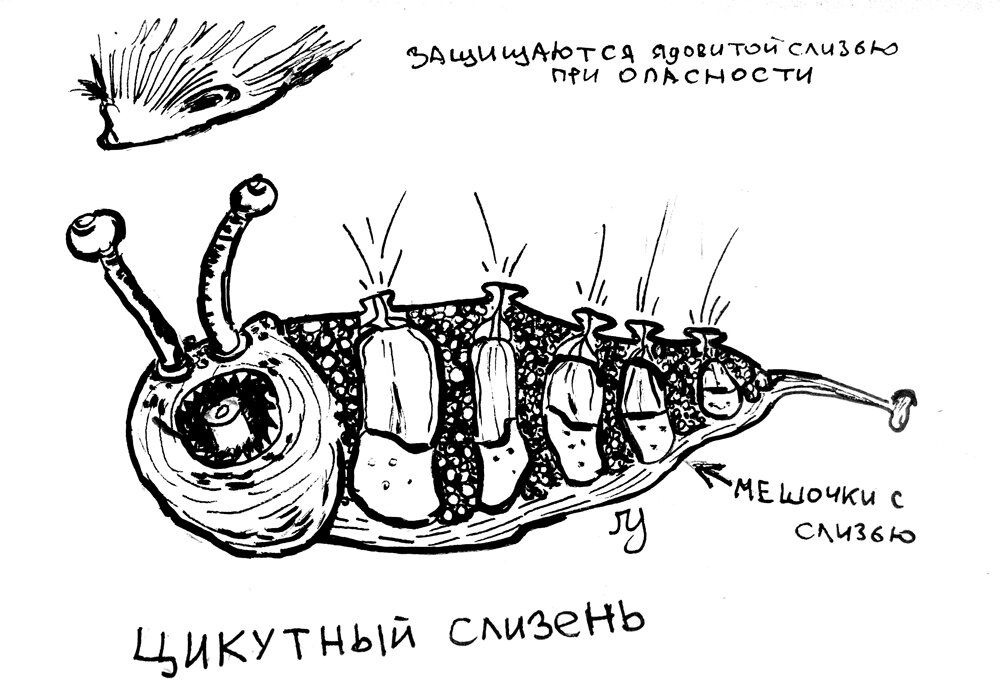 цикутный слизень