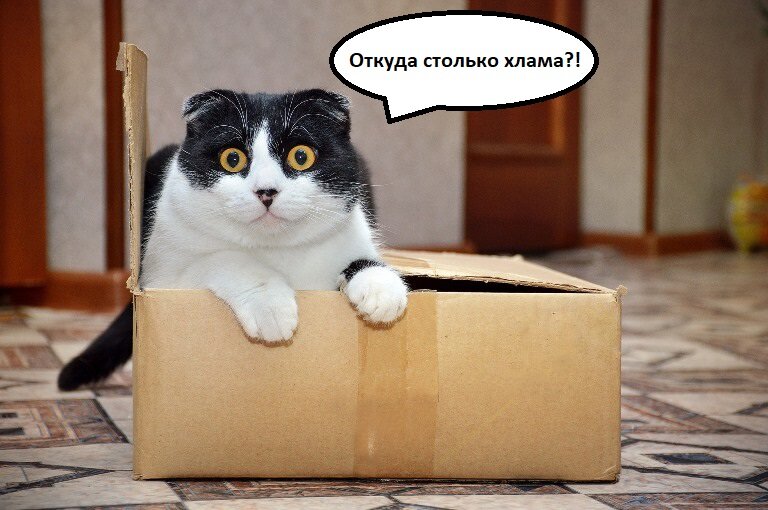 Даже кот в шоке