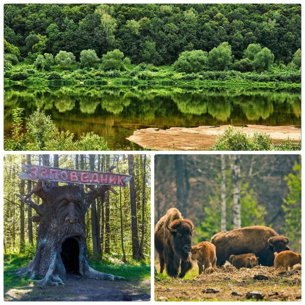 Приокско-Террасный заповедник