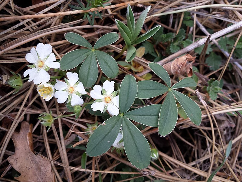 Лапчатка белая Potentilla alba