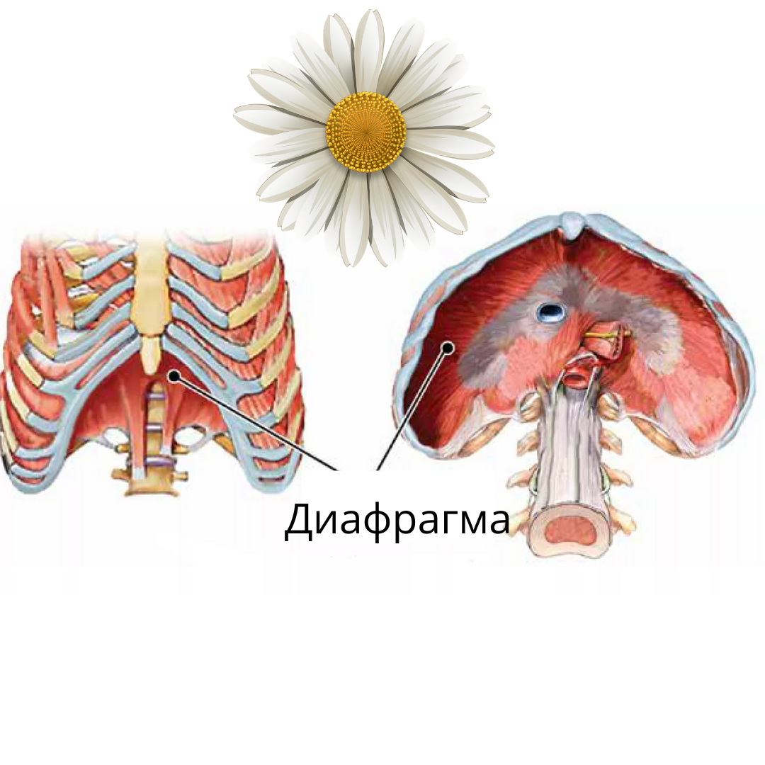 Три диафрагмы у человека. Грудобрюшная диафрагма анатомия. Грудная диафрагма анатомия. Торакальная диафрагма. Диафрагма отделяет.
