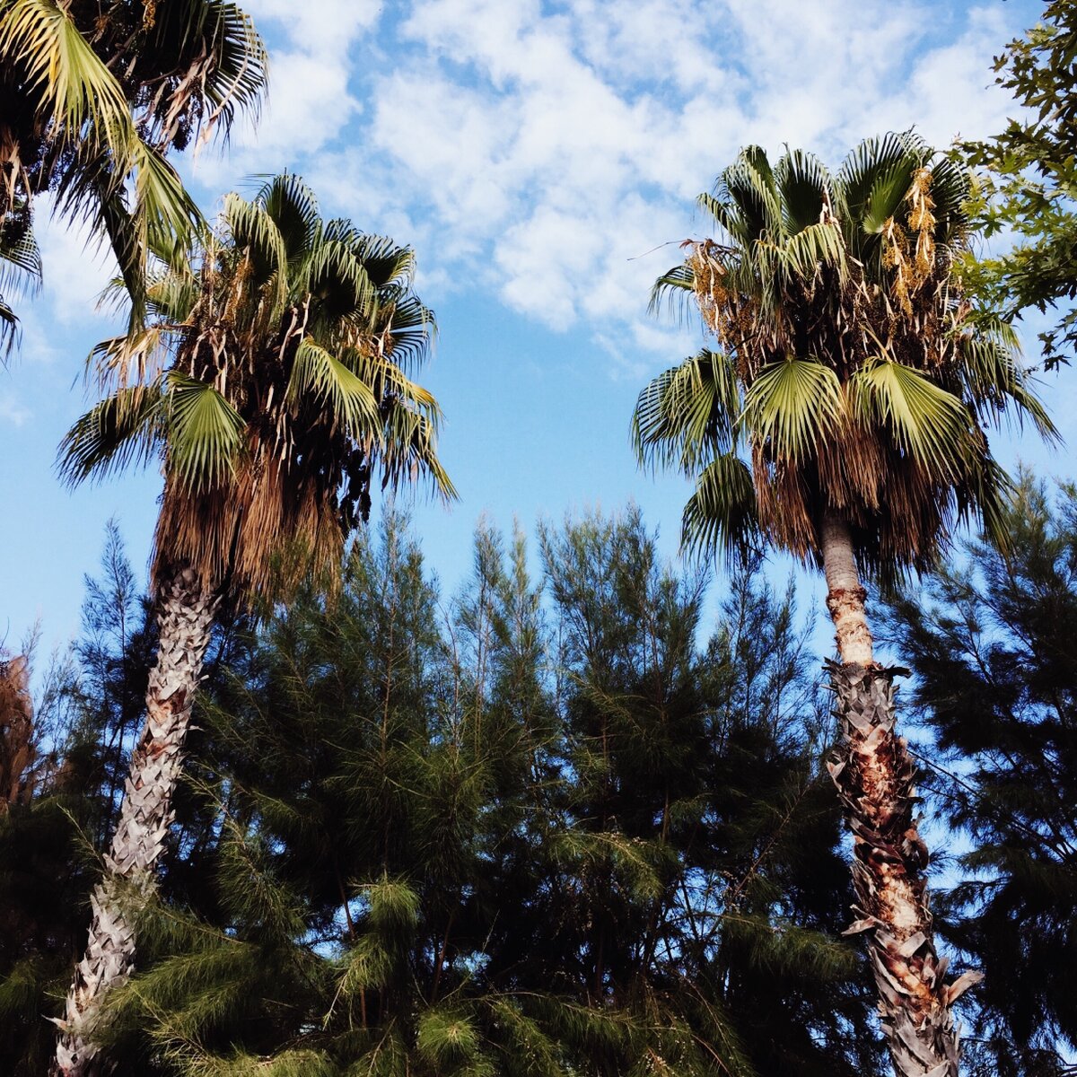 Солнце, +27 днем, вода +26, дневной жары нет, красота.