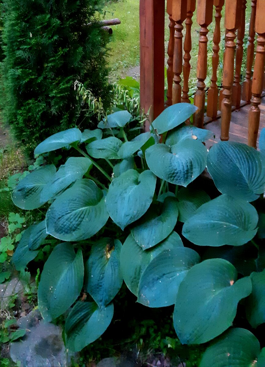 Хоста в августе уже имеет большое количество коробочек.
