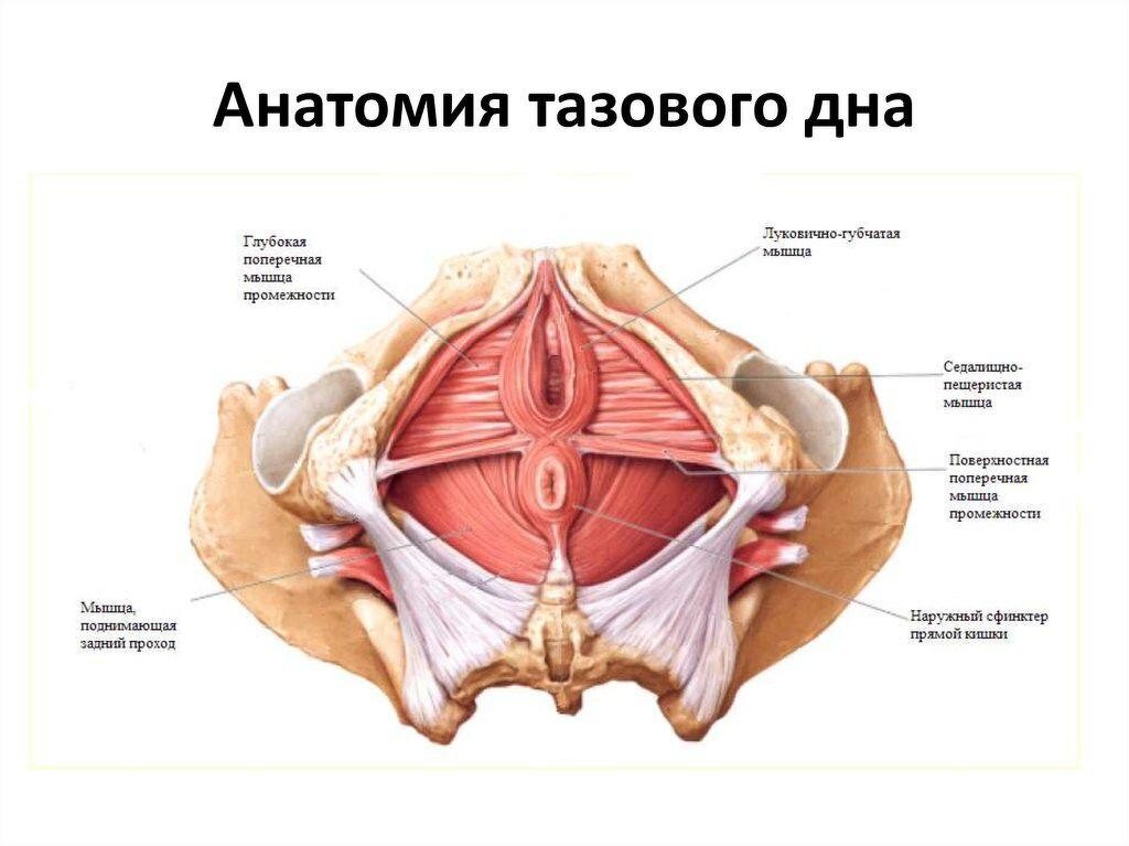 Почему у спящего мужчины возникает эрекция?