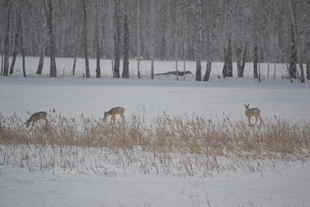Фото из интернета. 