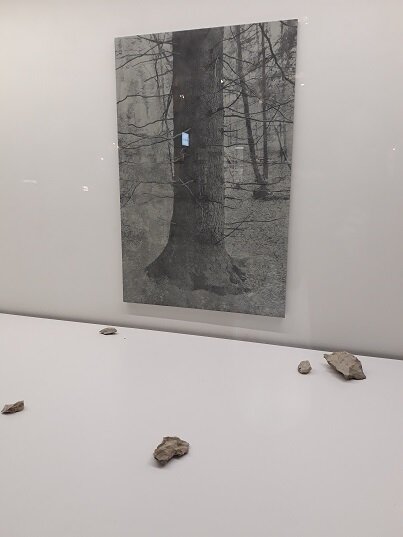 Рига, 23 ноября 2020. Фотовыставка в витрине. Даже и не спрашивайте, что это? Для меня это - грустный ствол дерева с хаотично разбросанными камнями. 