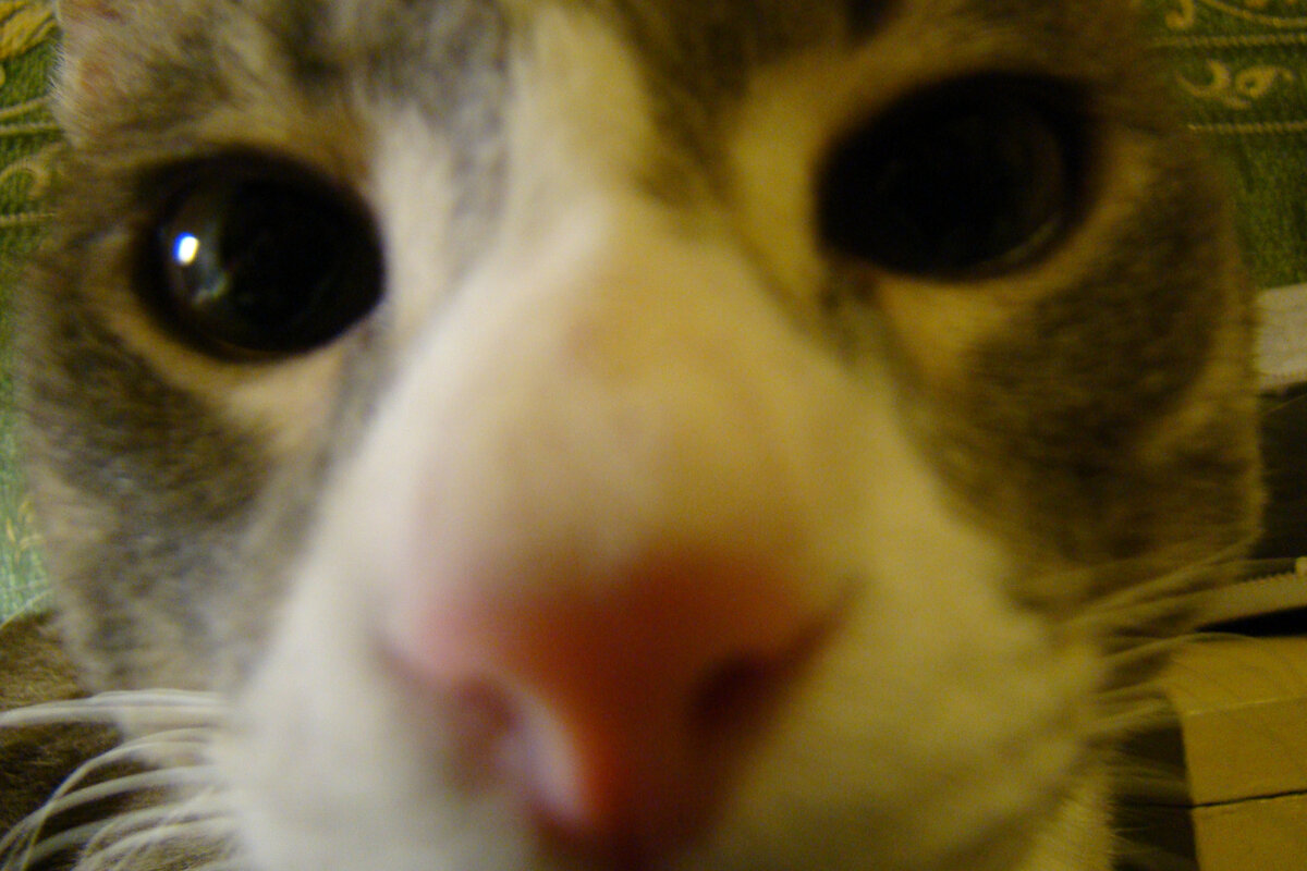 Мой кот, потомственный кот в 21-м поколении.