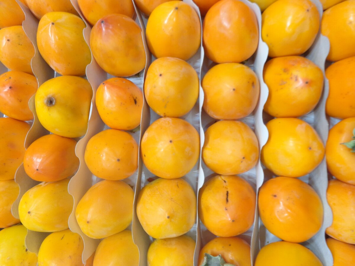 Хурма. Фото автора