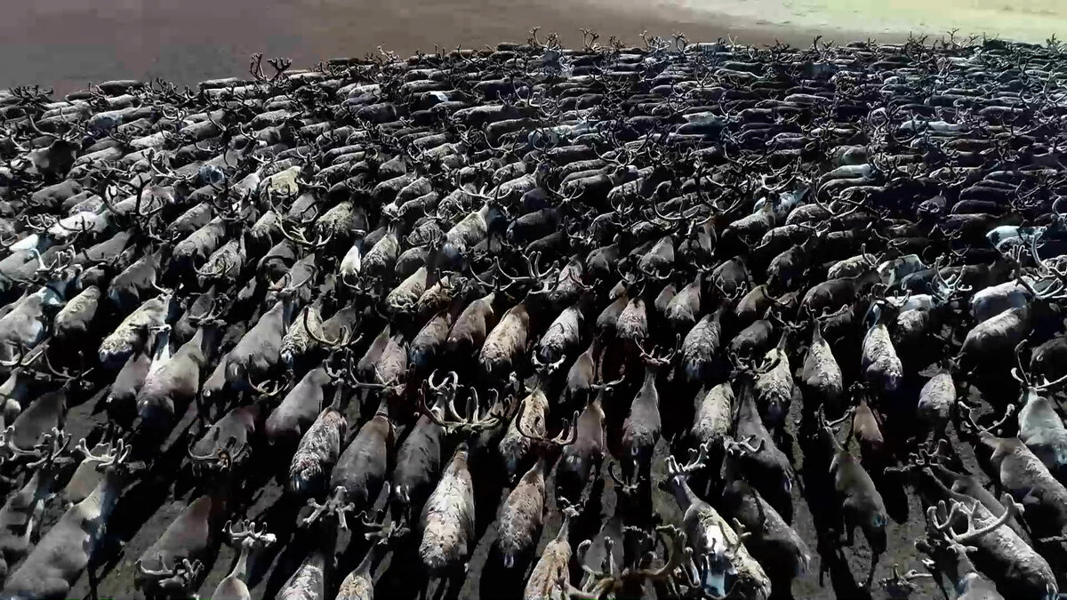 Животные ходят по кругу. Животные идут через дорогу. Животные ходят по кругу. Олени водят хоровод. Овцы в китае.