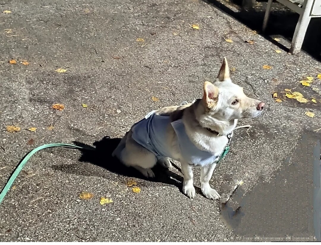 Умка, от неё отказались сначала хозяева