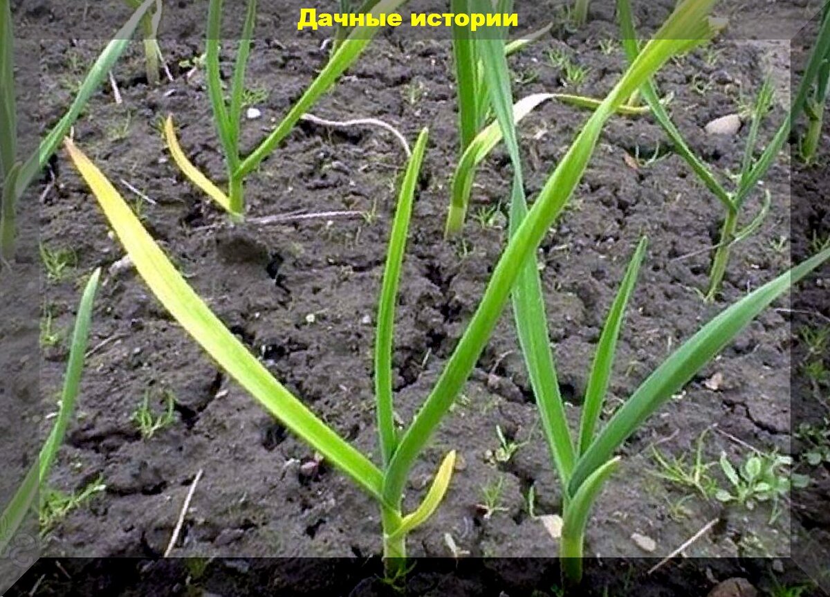 Чем можно полить лук от желтизны. Всходы озимого чеснока. Желтая карликовость чеснока. Лук на грядке. Желтеет чеснок.