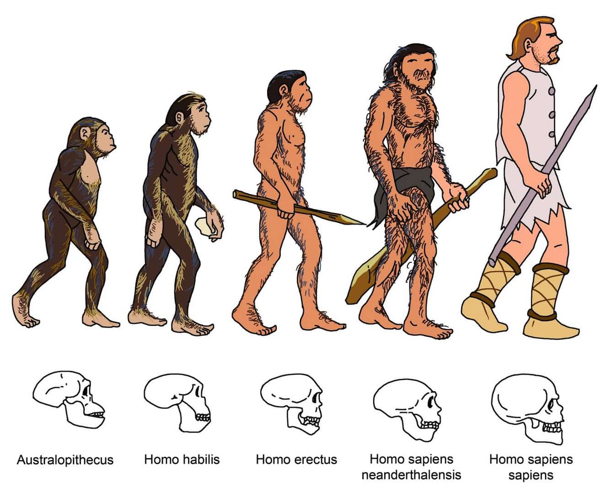 Этапы эволюции человека австралопитек. Эволюция человека до хомо сапиенс. Хомо хабилис хомо сапиенс таблица. Хомо Эректус хомо сапиенс хабилис. Хомо сапиенс австралопитек Эволюция.