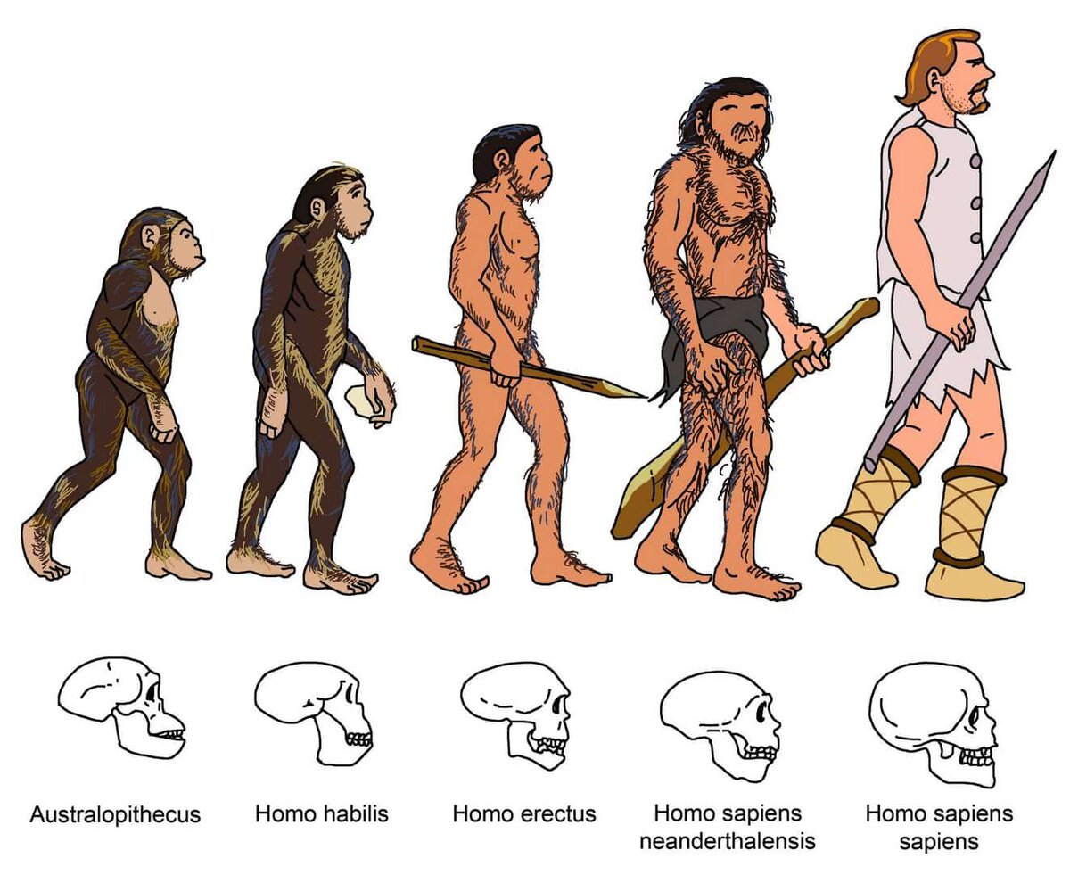 Вид homo sapiens. Эволюция человека до хомо сапиенс. Хомо хабилис хомо сапиенс таблица. Хомо Эректус хомо сапиенс хабилис. Хомо сапиенс Эволюция кроманьонец.