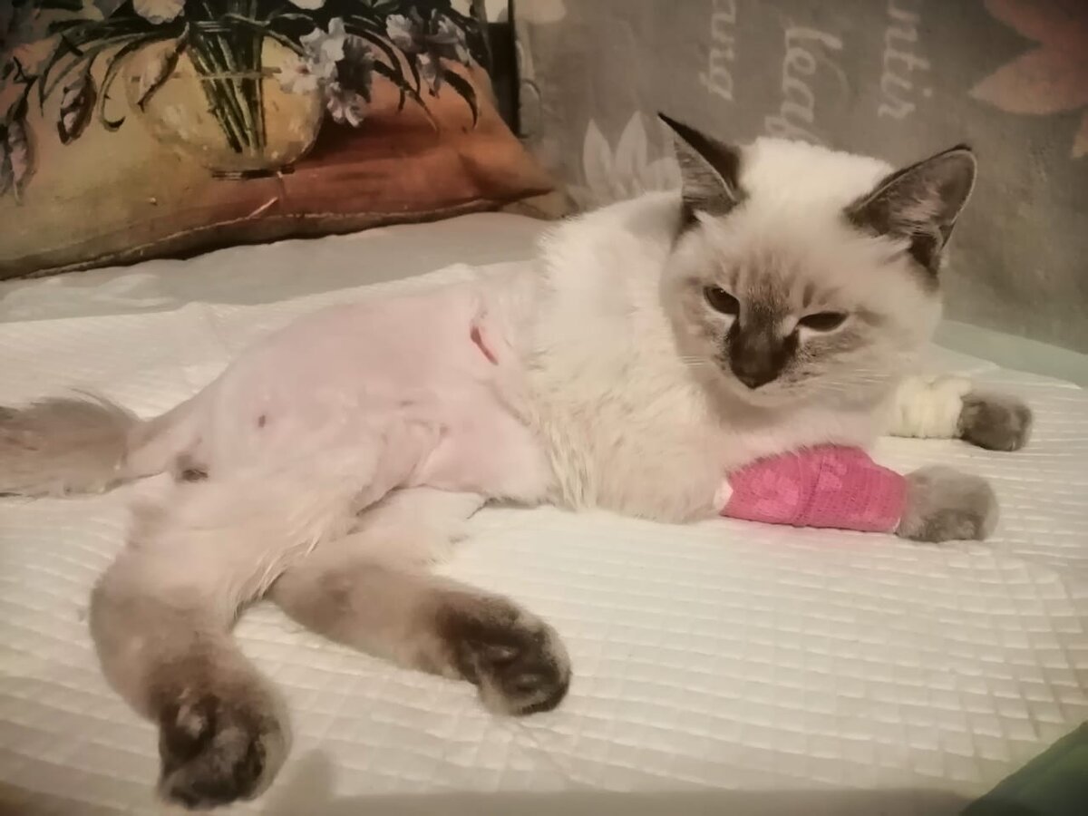 Новый питомец волонтёров - Зефир 