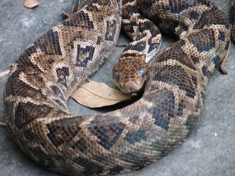 Кубинский удав перед линькой - глаза голубого цвета. Фото Carsten ten Brink (flickr.com)