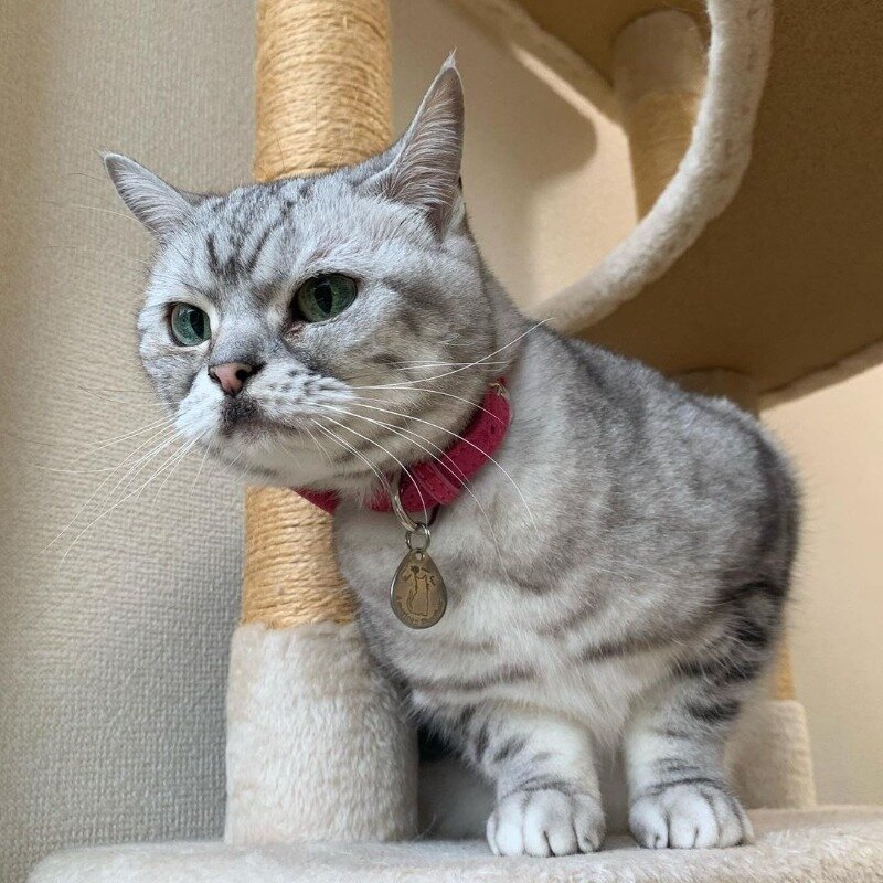 Фото  https://www.instagram.com/p/CPXsIMBhE9n/