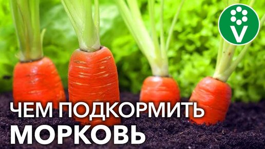 Скачать видео: МОРКОВЬ НЕ ЛЮБИТ ЗОЛУ?! Подкармливаем морковь правильно для богатого урожая