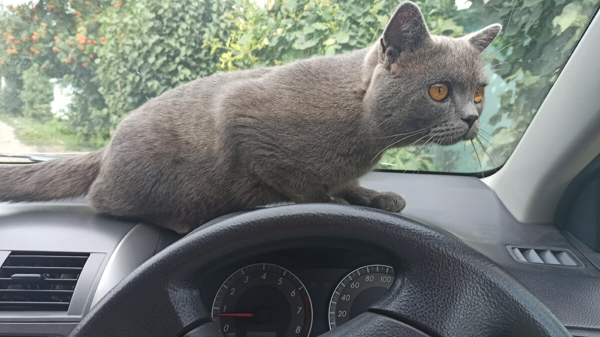 Степан не хочет выходить