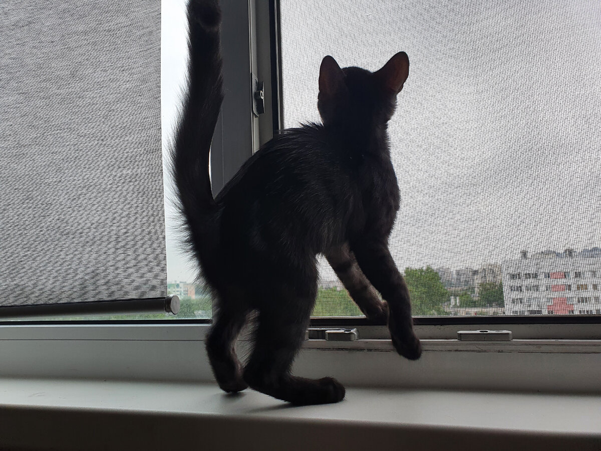 Ведьминская кошка (фото мое)