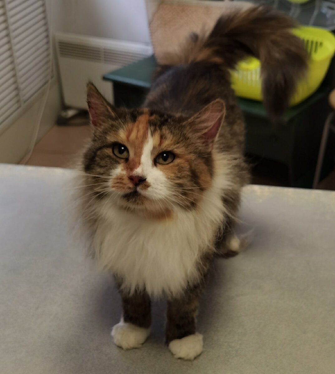 И не обманитесь, глядя в её лучистые глаза. Это не кошка, это атомная война, когда ей что-то не нравится