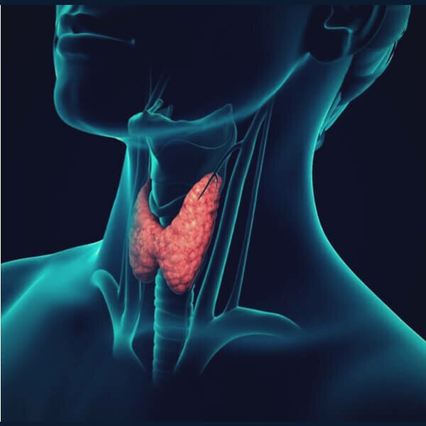 Эндокринология щитовидной железы. Снимок щитовидной железы.