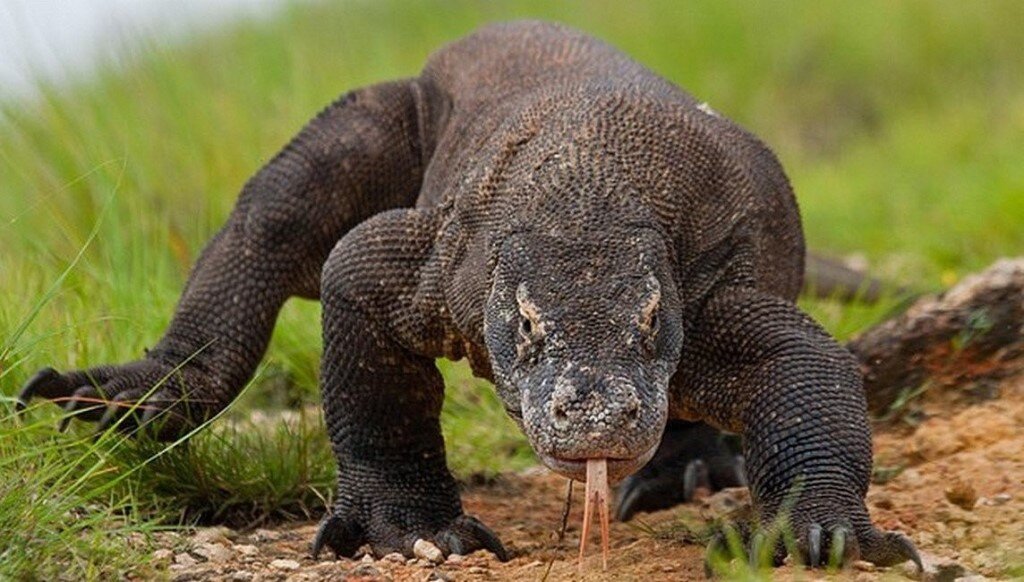 Комодский варан