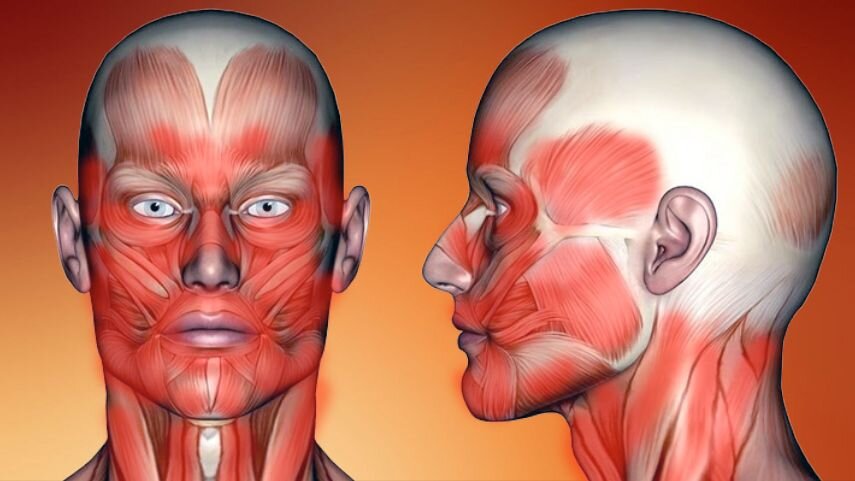 Рабочая область выделена красным. Как видите, работает почти все лицо и мышцы шеи // коллаж автора, фото patakara.eu