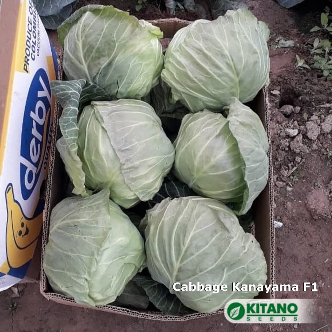 Канаяма F1