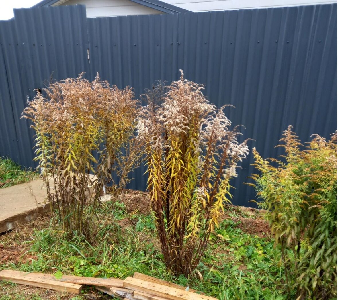 Ноябрь 2021г.