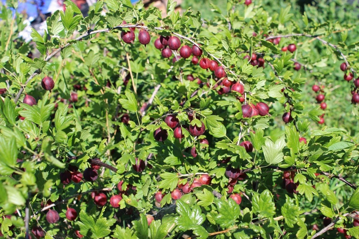 Все ли ягоды стоит сажать? (фото с сайта plant-growing.com)